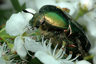 Cetonia aurata